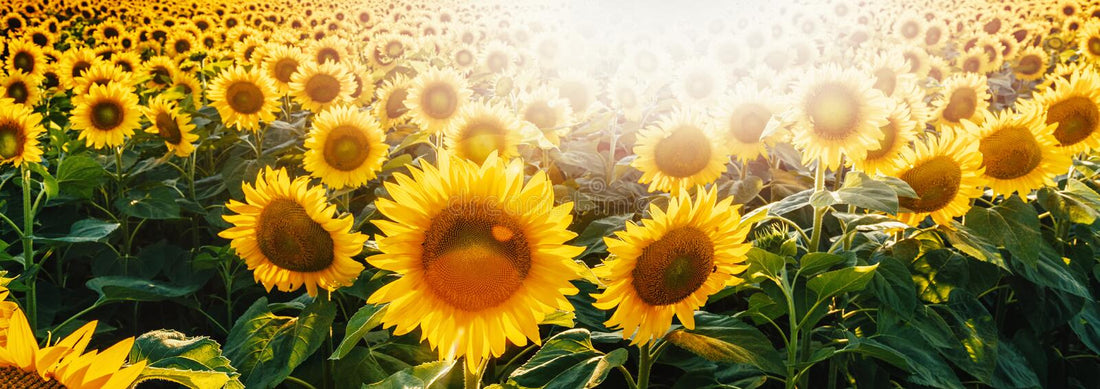 Positive Affirmations - FREE Download!