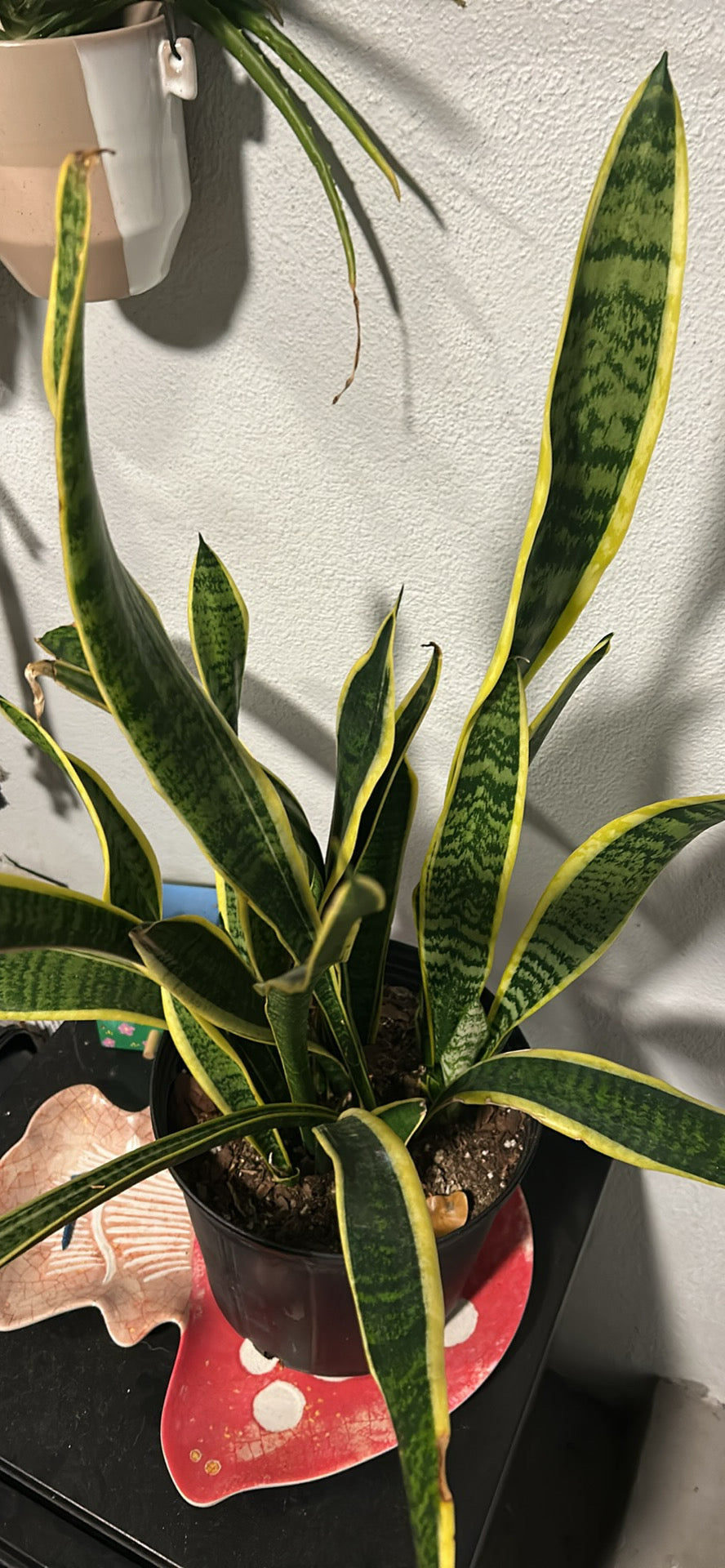 Snake Plant 10”