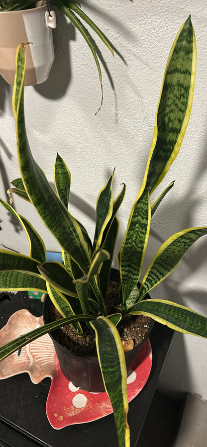 Snake Plant 10”