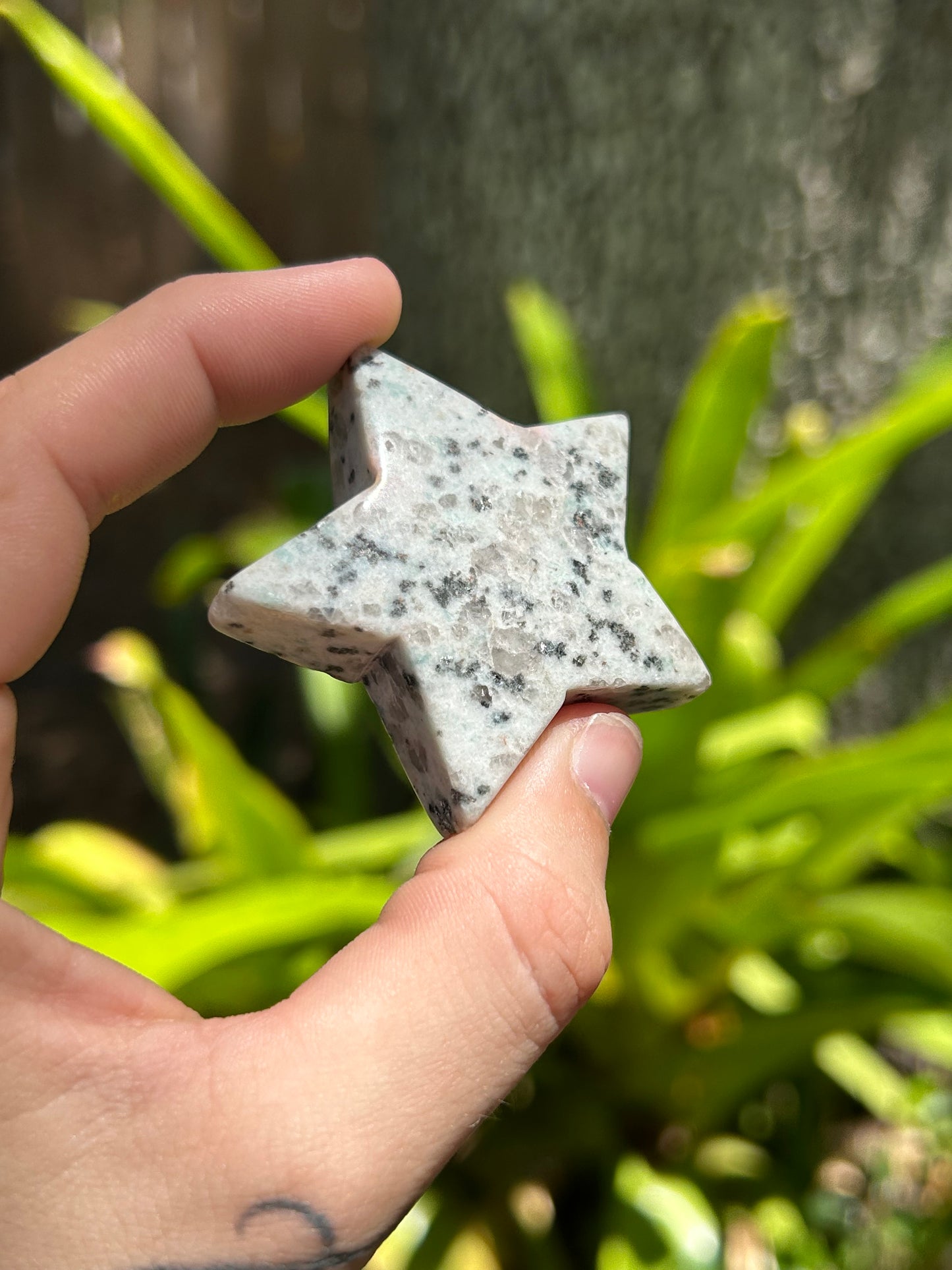 Kiwi Jasper Star