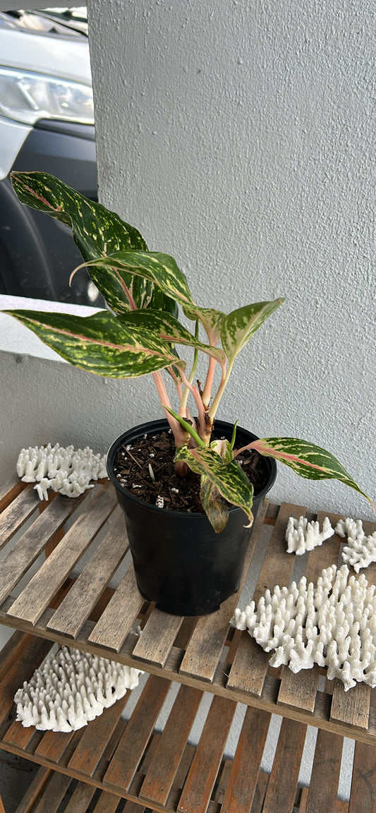 Sparkling Sara Aglaonema 6”