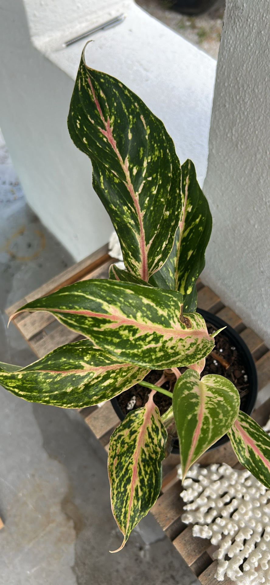Sparkling Sara Aglaonema 6”