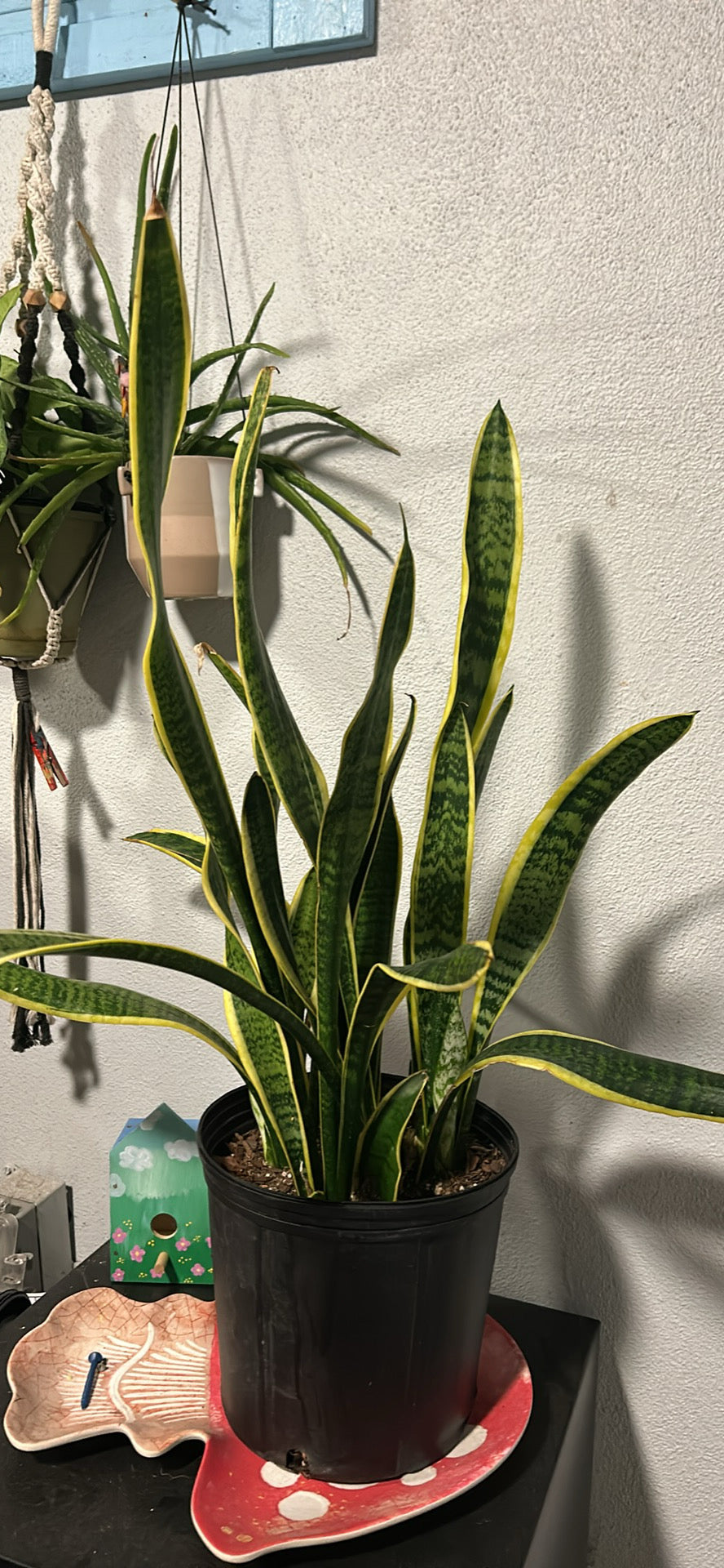 Snake Plant 10”