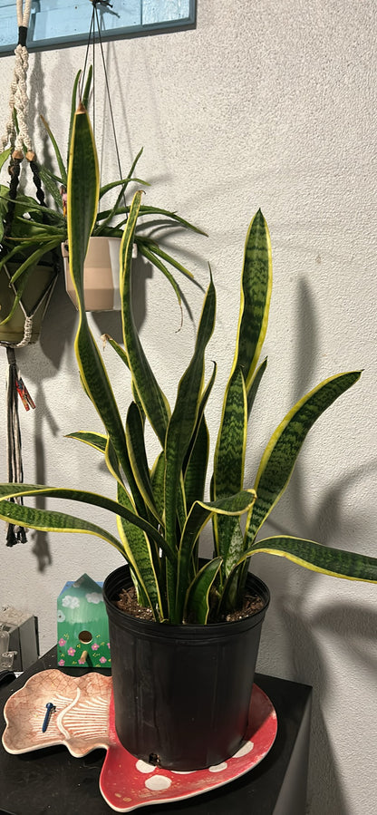 Snake Plant 10”