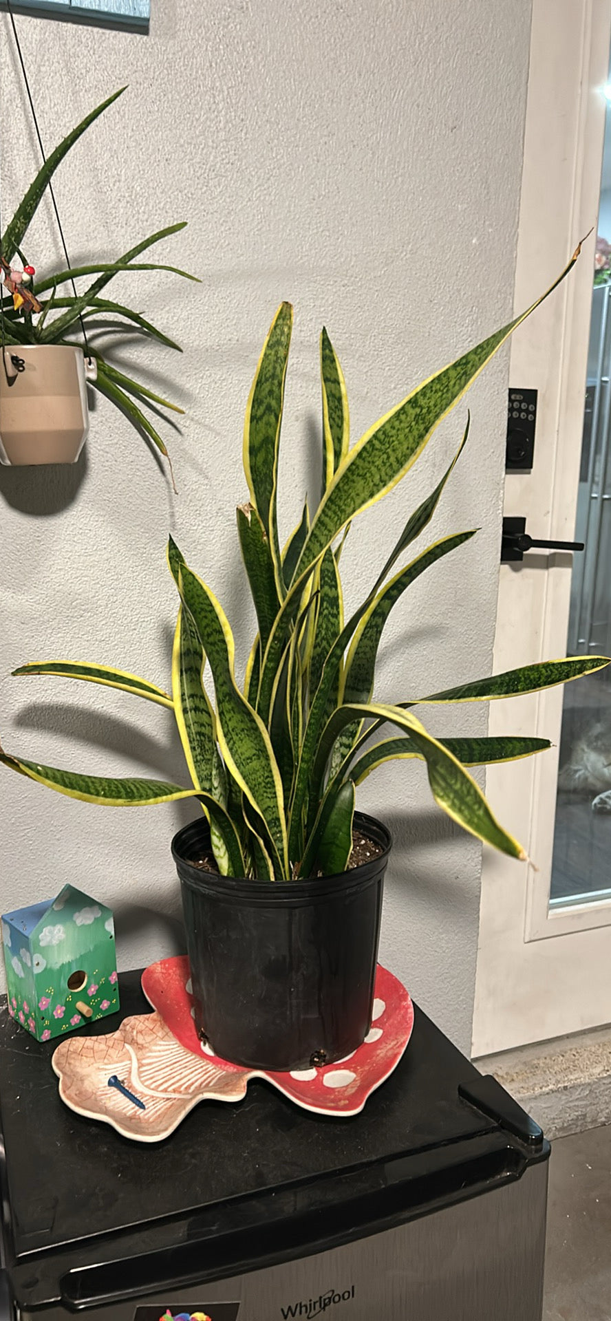 Snake Plant 10”